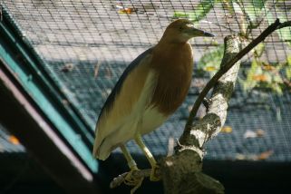 Ardeola speciosa - Prachtreiher (Java-Teichreiher)